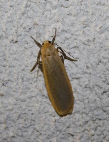 Eilema depressa
